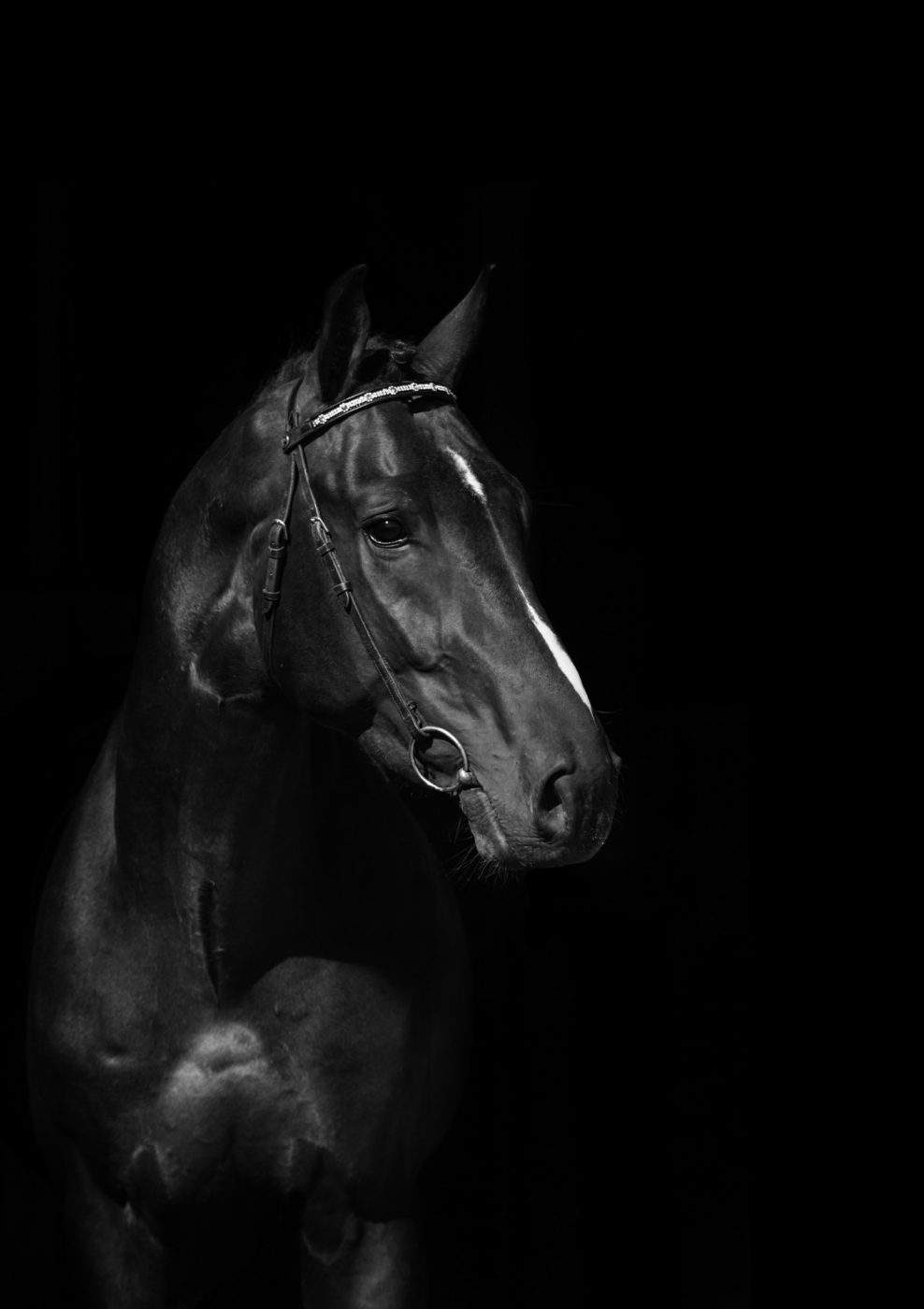 Bay mare portrait on black background dp nutrition